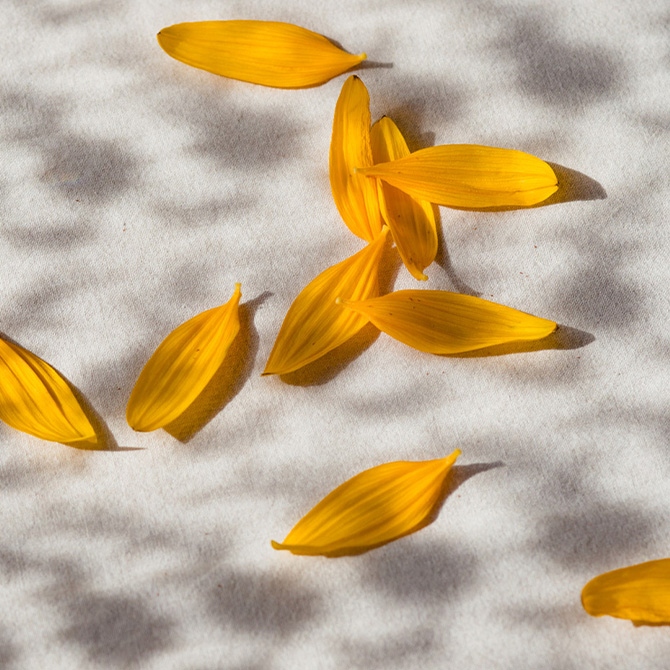 Sonnenblume